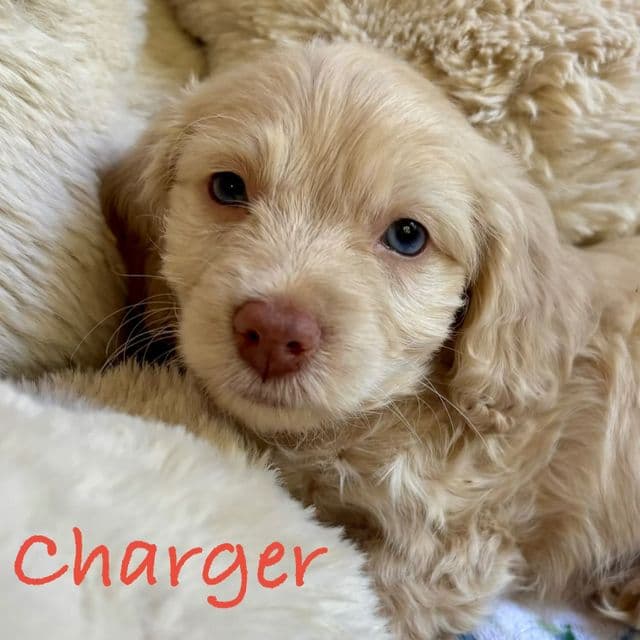 Charger - Cockapoo Male
