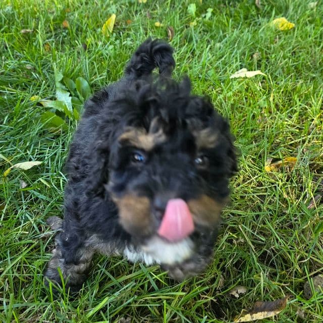 Mini Hank - Bernedoodle Male