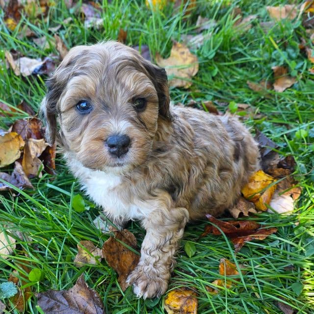Mini F1b Willy  - Bernedoodle Male