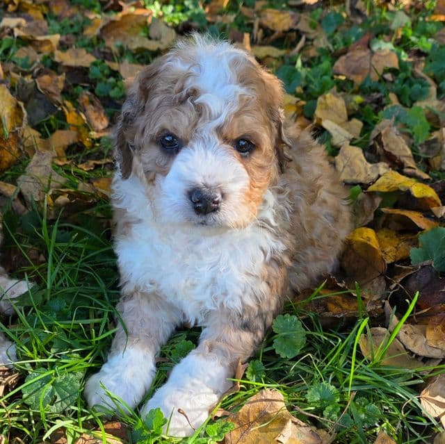Mini F1b Scooby - Bernedoodle Male