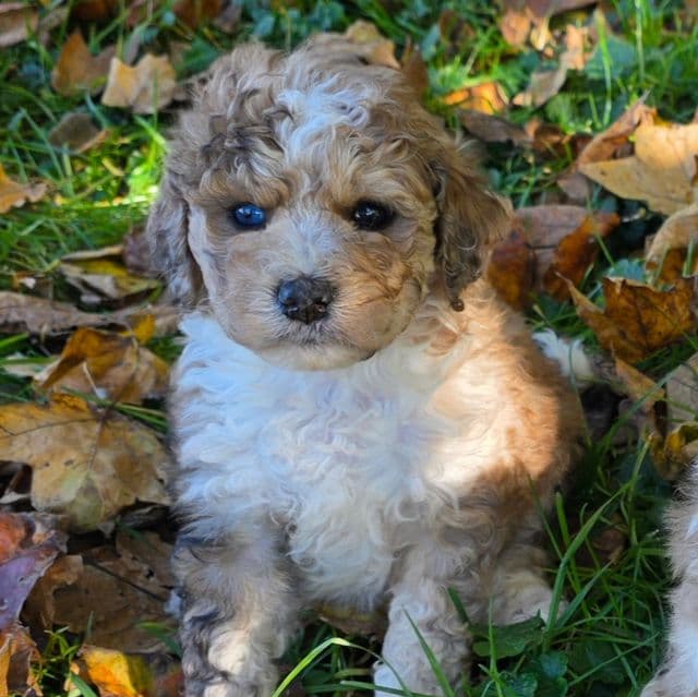 Mini F1b Fern - Bernedoodle Female
