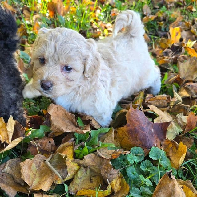 Mini F1b Sally - Bernedoodle Female