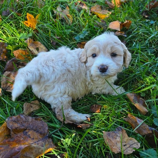 Mini F1b Winnie  - Bernedoodle Female
