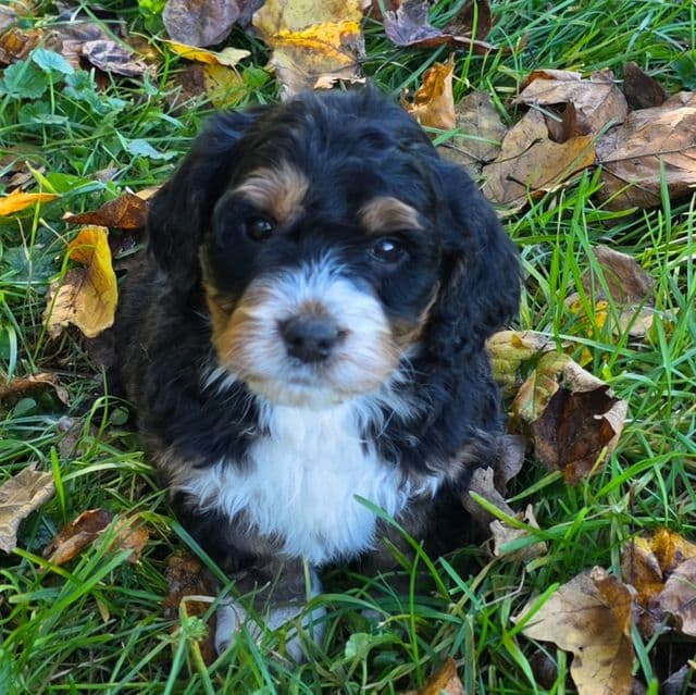 Mini F1b Bonnie - Bernedoodle Female
