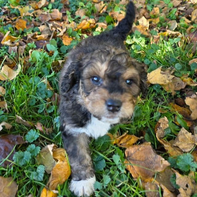 Mini F1b Tucker  - Bernedoodle Male