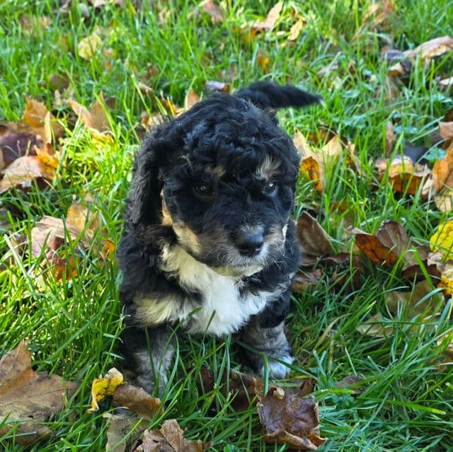 Mini F1b Boomer - Bernedoodle Male