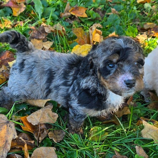 Mini F1b Clyde - Bernedoodle Male