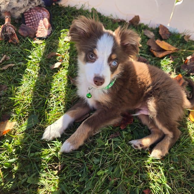 Charlie  - Miniature American Shepherd (Mini Aussie) Male