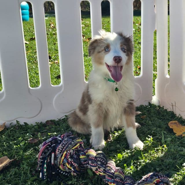 Jasper - Miniature American Shepherd (Mini Aussie) Male