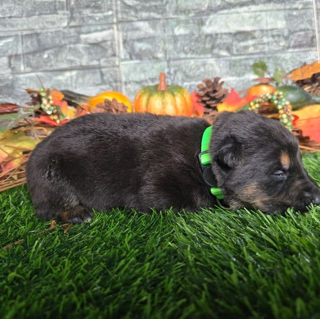 Hunter - German Shepherd Dog Male