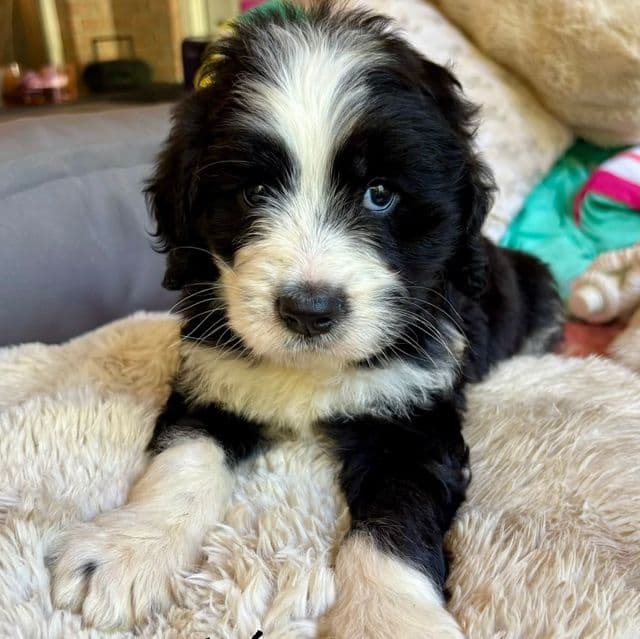 Pumpkin - Bernedoodle Male