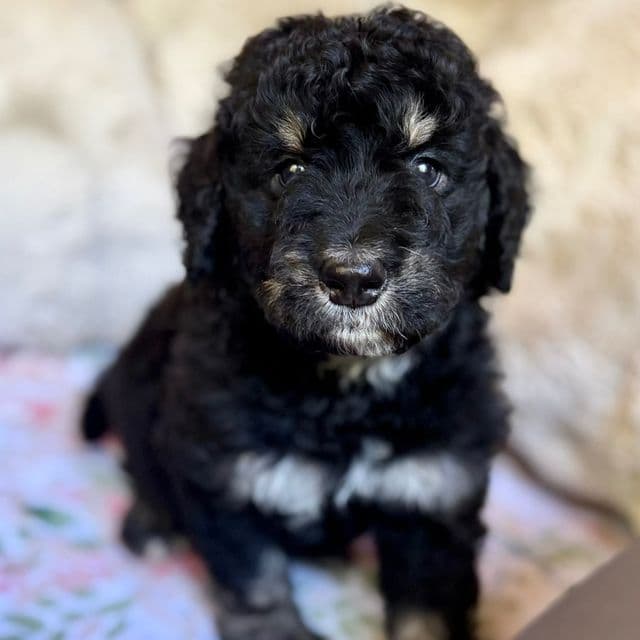 Chai - Bernedoodle Male