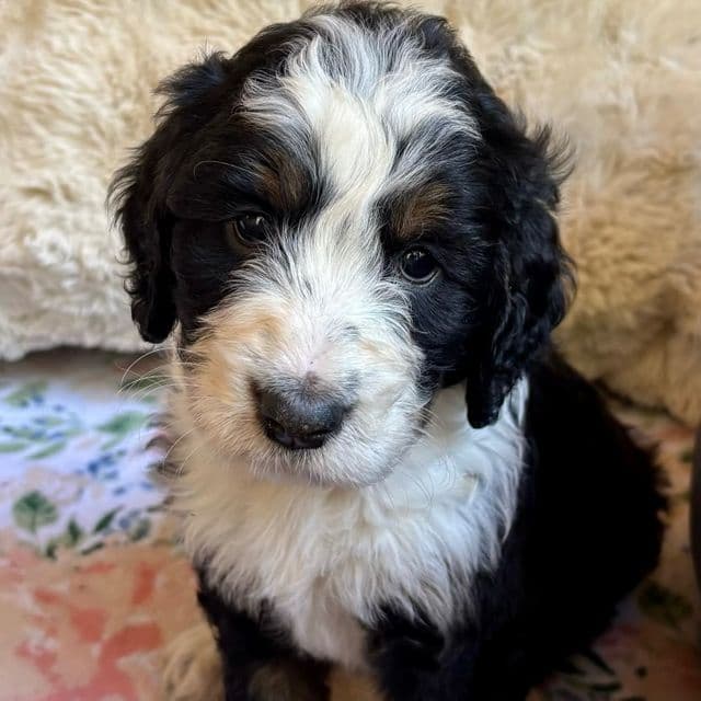 Autumn - Bernedoodle Female