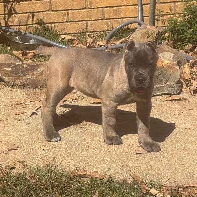 Sasha - Cane Corso Female