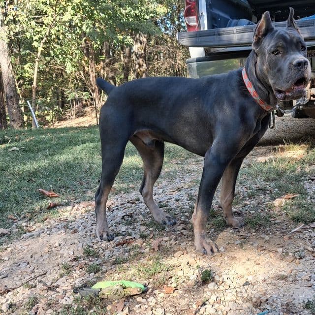 Cairo - Cane Corso Male