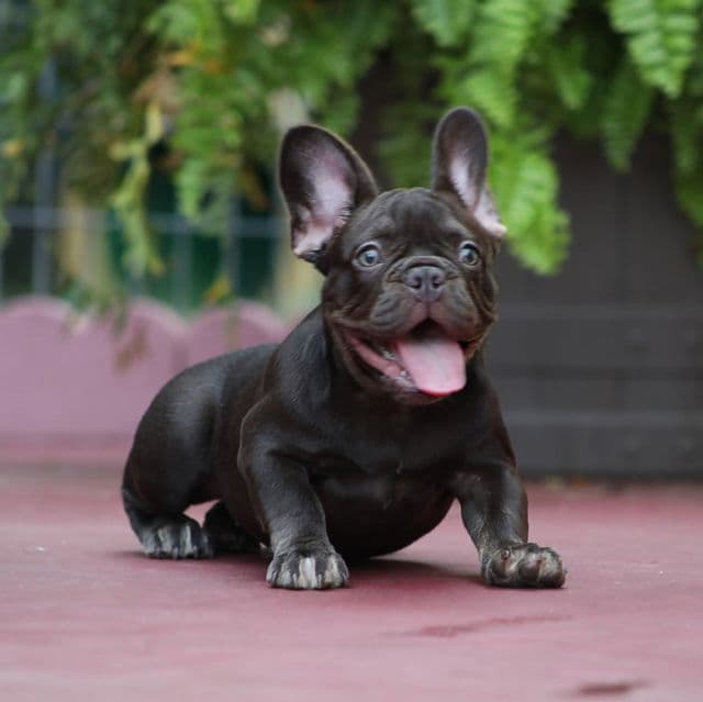 Coco - French Bulldog Female