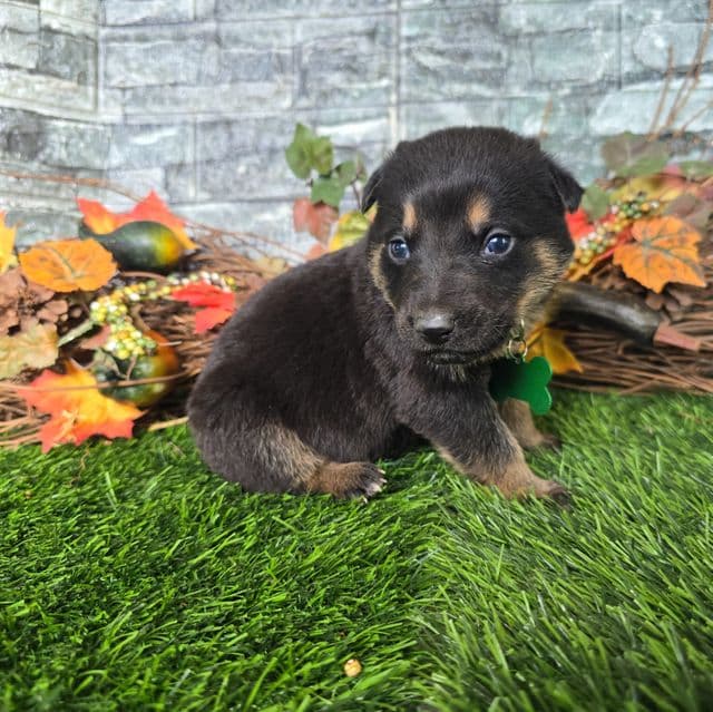 Hunter - German Shepherd Dog Male
