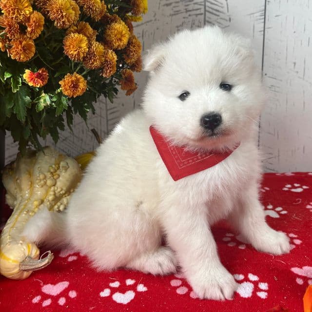 Zia Reserved - Samoyed Female