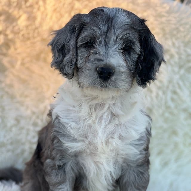 Blair - Goldendoodle Female