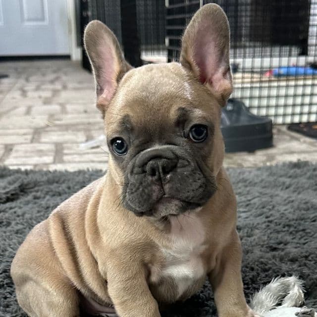 Ransom - French Bulldog Male