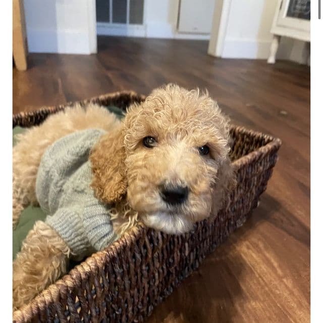 Summit  - Standard Poodle Male