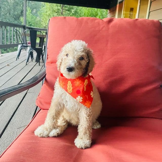 Austin - Standard Poodle Male