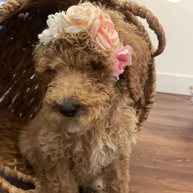 Poppy  - Standard Poodle Female