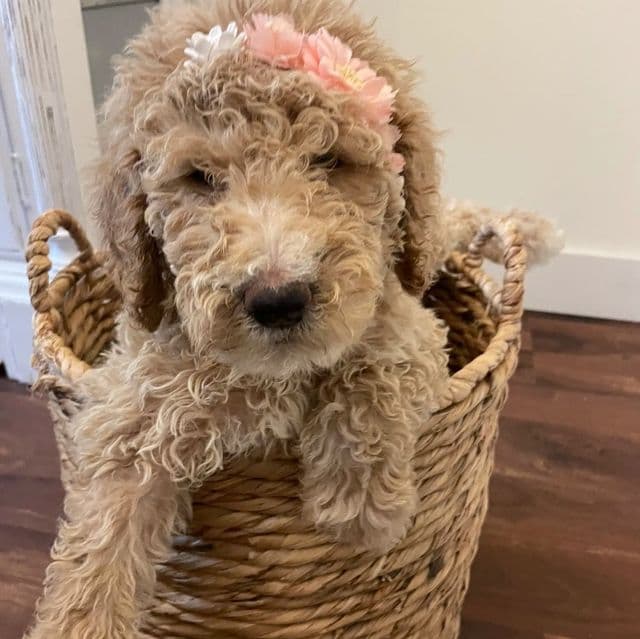 Winnie - Standard Poodle Female