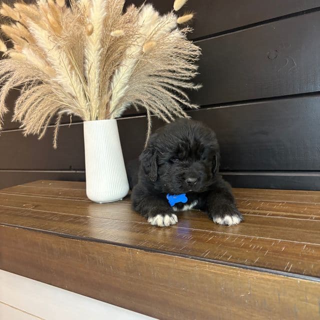 Texas  - Newfoundland Male