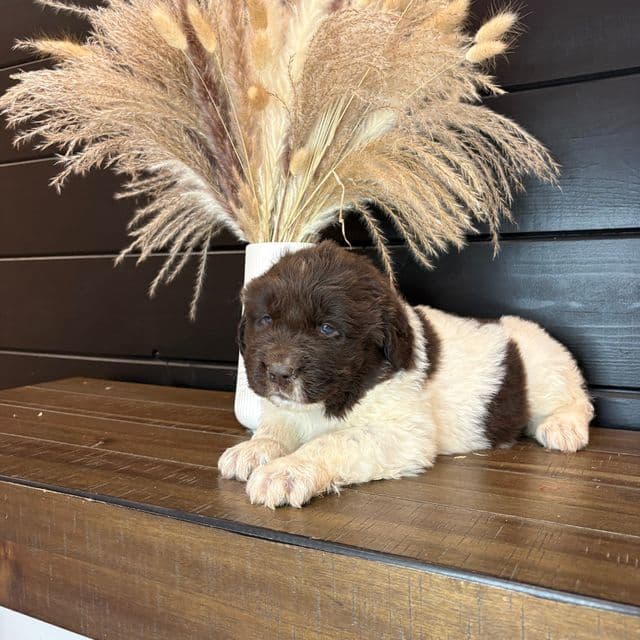 Montana  - Newfoundland Female