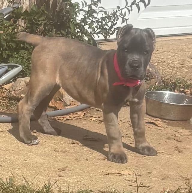 Sasha - Cane Corso Female