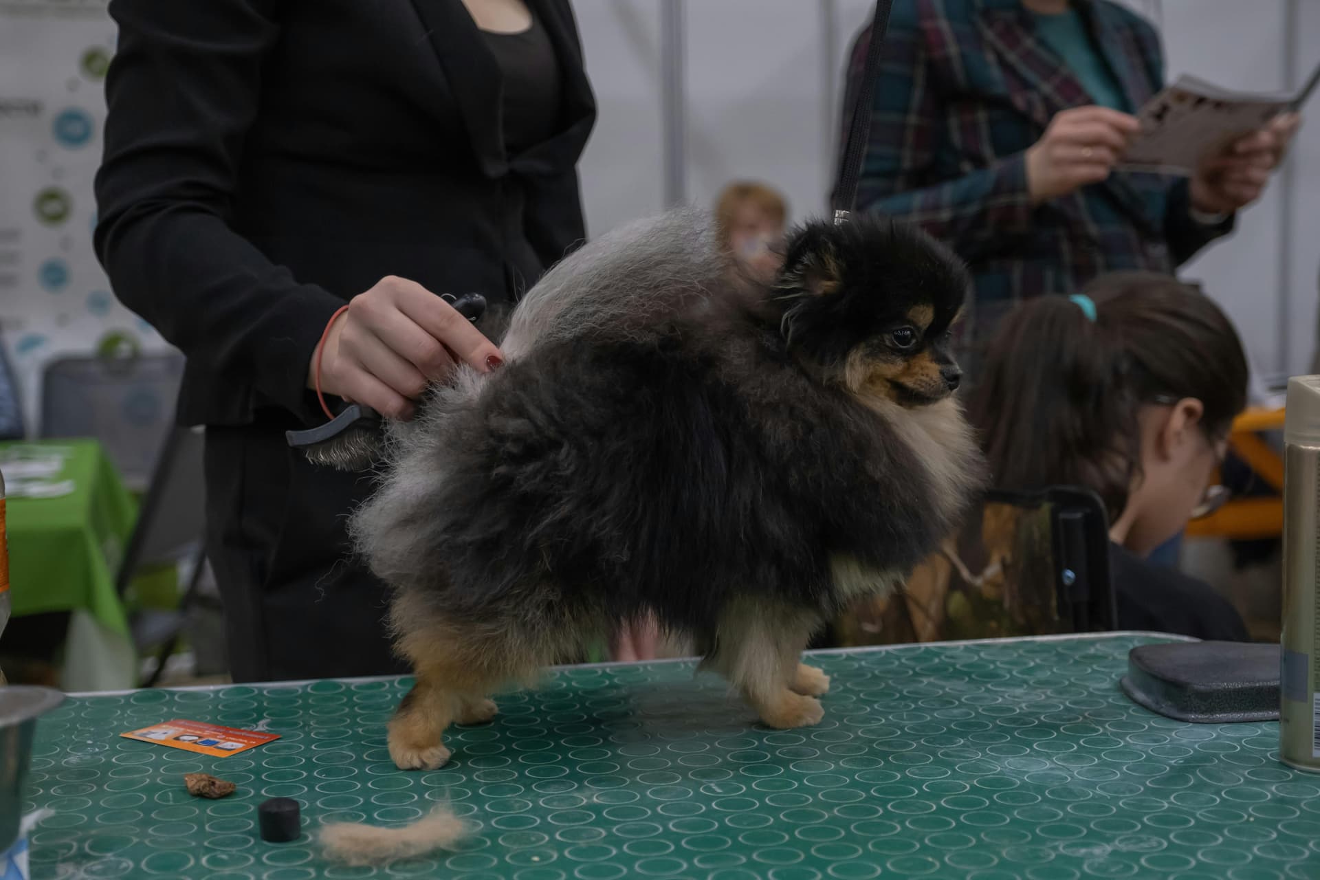 How to Groom a Pomeranian: Coat Care, Tools & Maintenance Tips