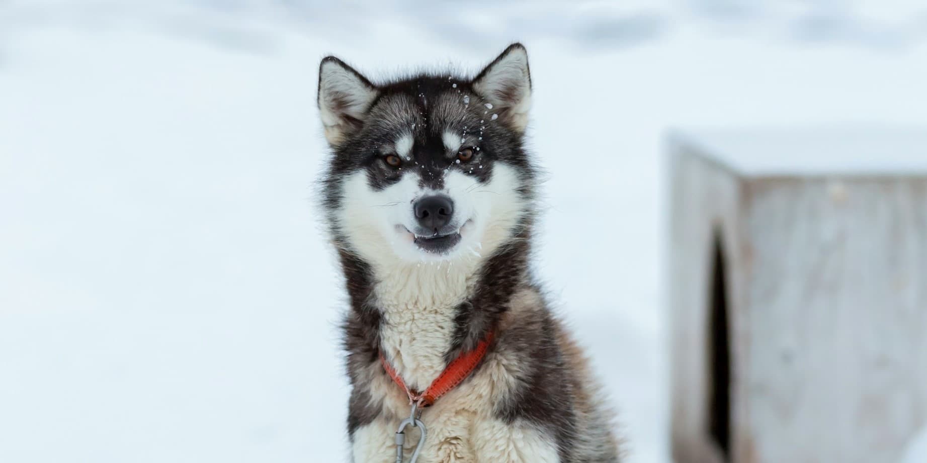 Alaskan Klee Kai vs. Siberian Husky: A Complete Comparison