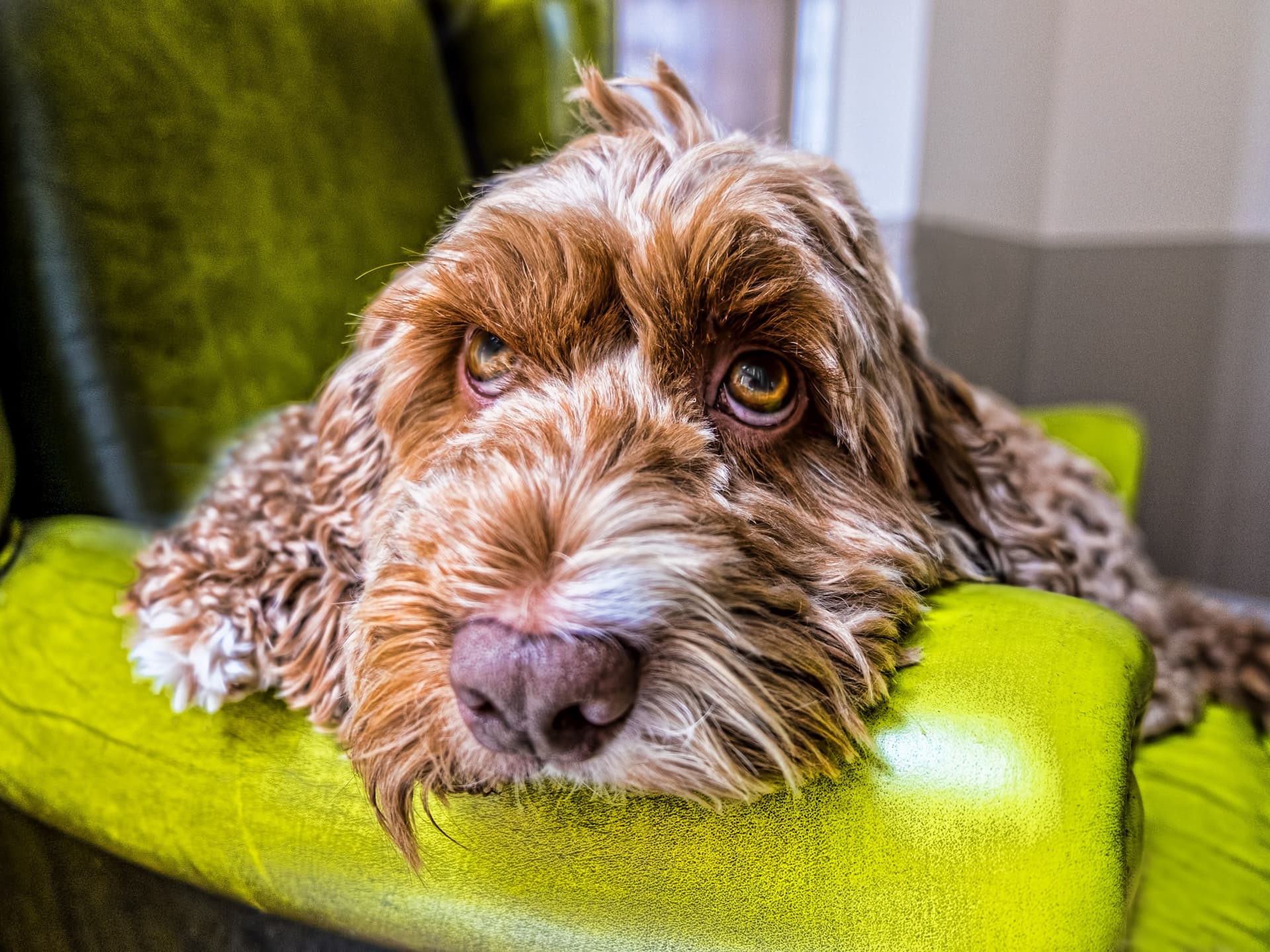 How to Groom a Cockapoo: Coat Care, Tools & Maintenance Tips