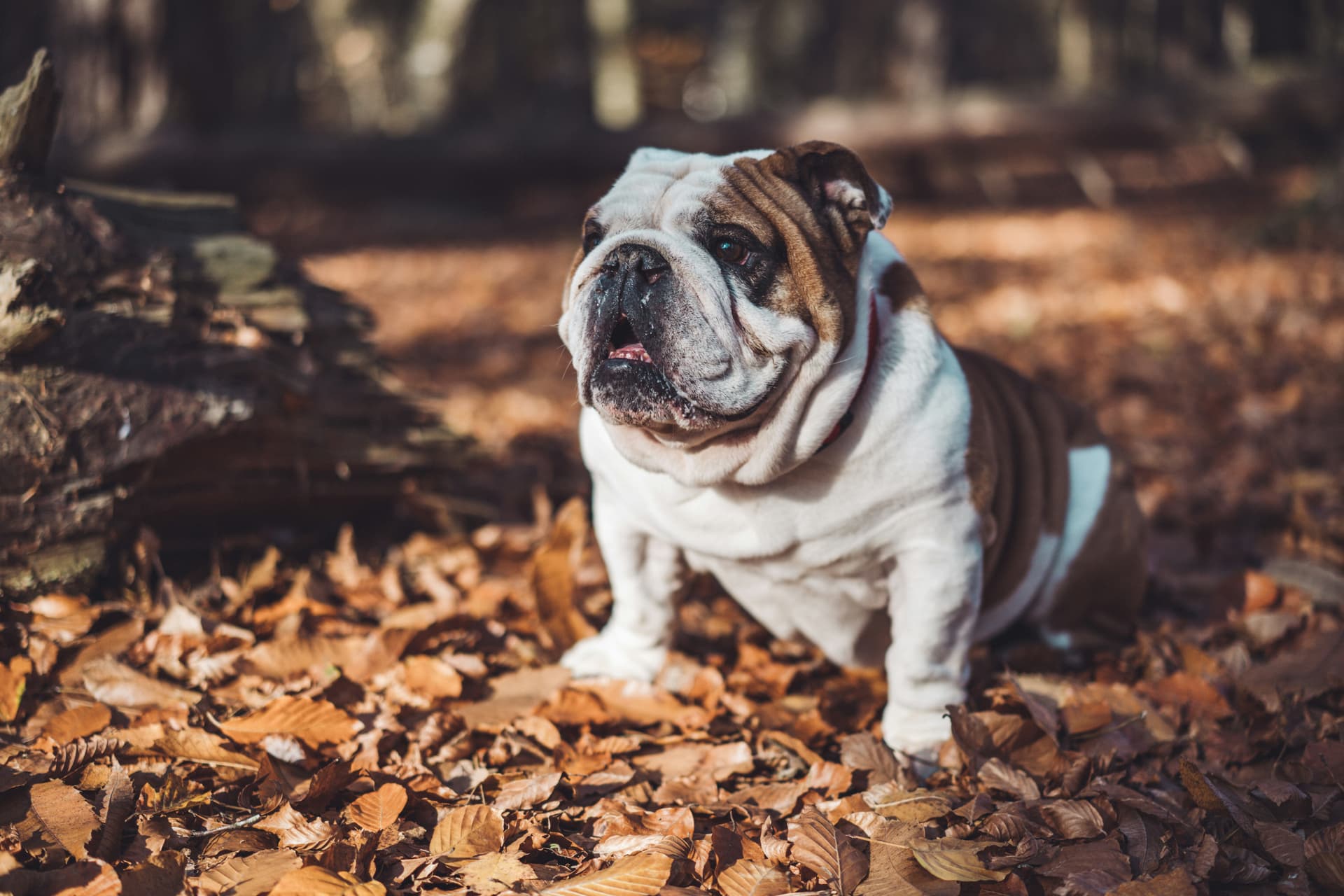 Pros and Cons of Owning an English Bulldog