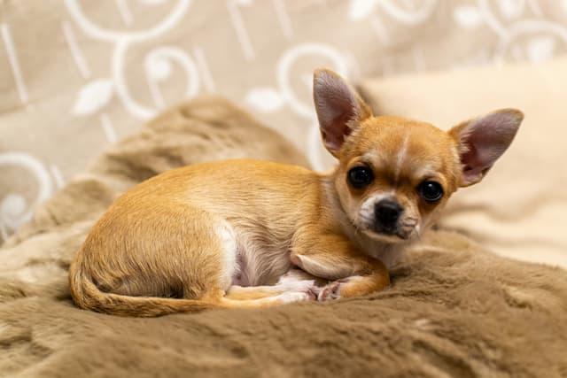 Chihuahua Buyers Guide