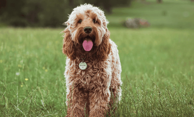 Cockapoo Buyer’s Guide — What to Know Before Bringing One Home