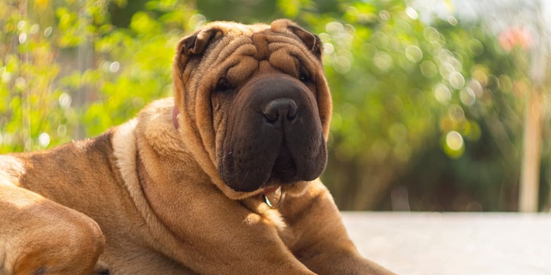 Are SharPeis Aggressive?