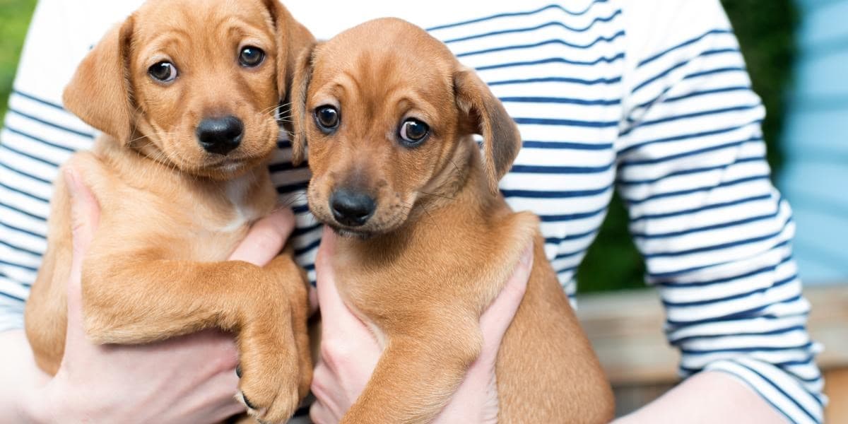 Tips to Pick Up Your Puppy Safely