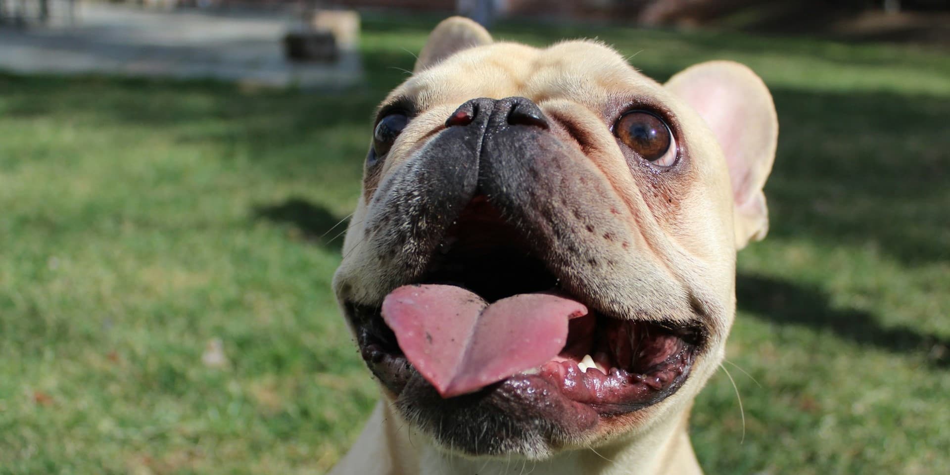French Bulldog: 11 Pros and Cons Owners Should Know