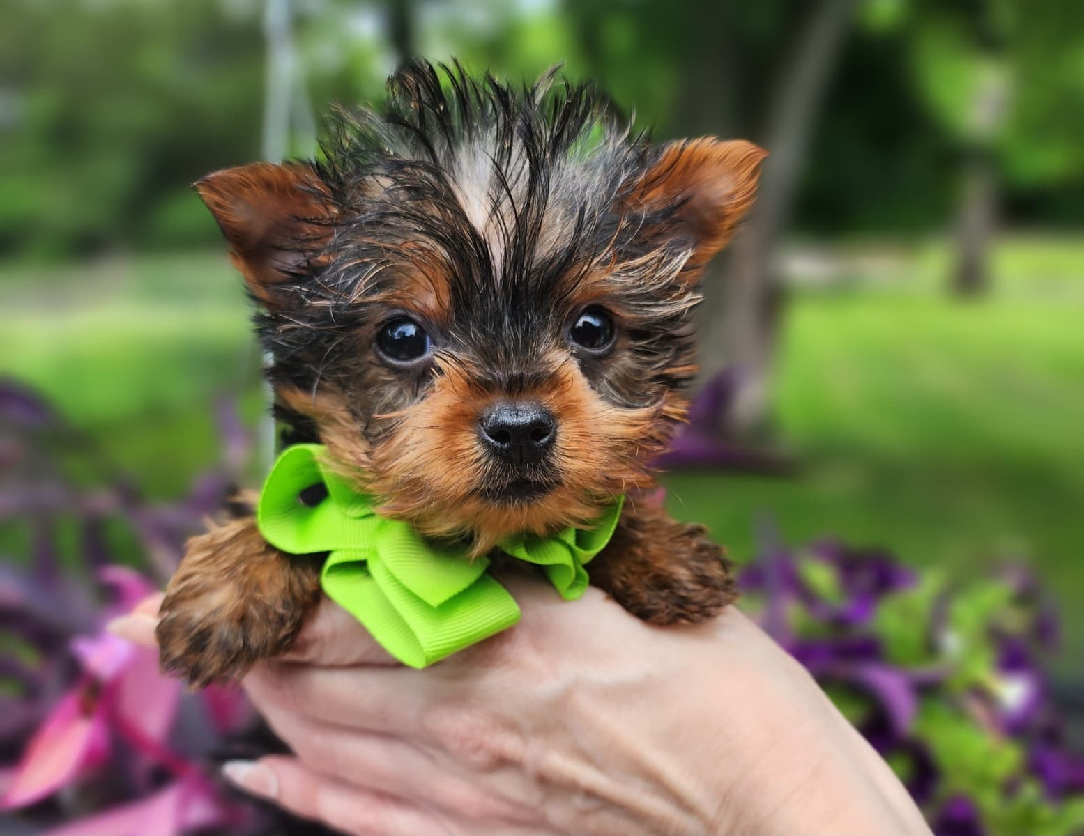 Bringing Home a Teacup-Sized Puppy: What New Owners Should Know