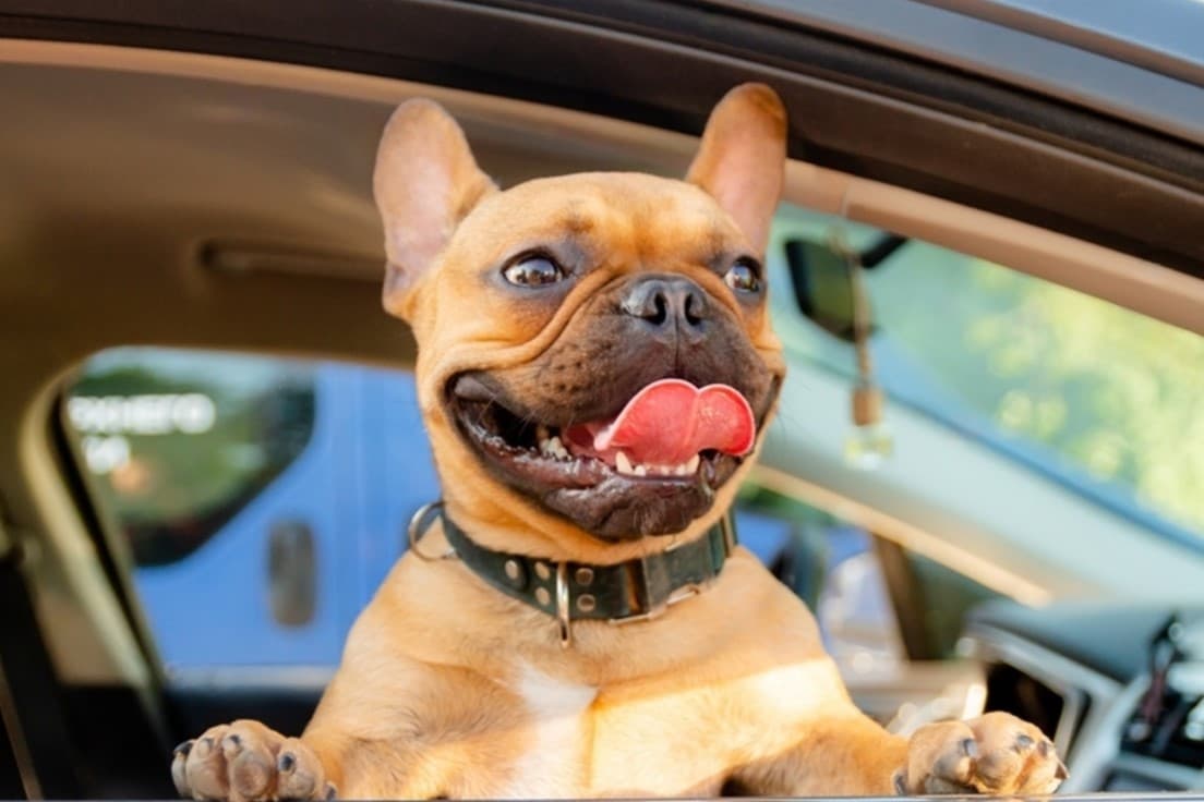 Is French Bulldog a Good Family Dog?
