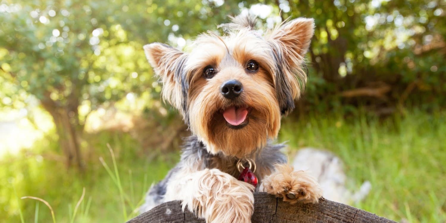 Yorkie Fun Facts You Never Knew