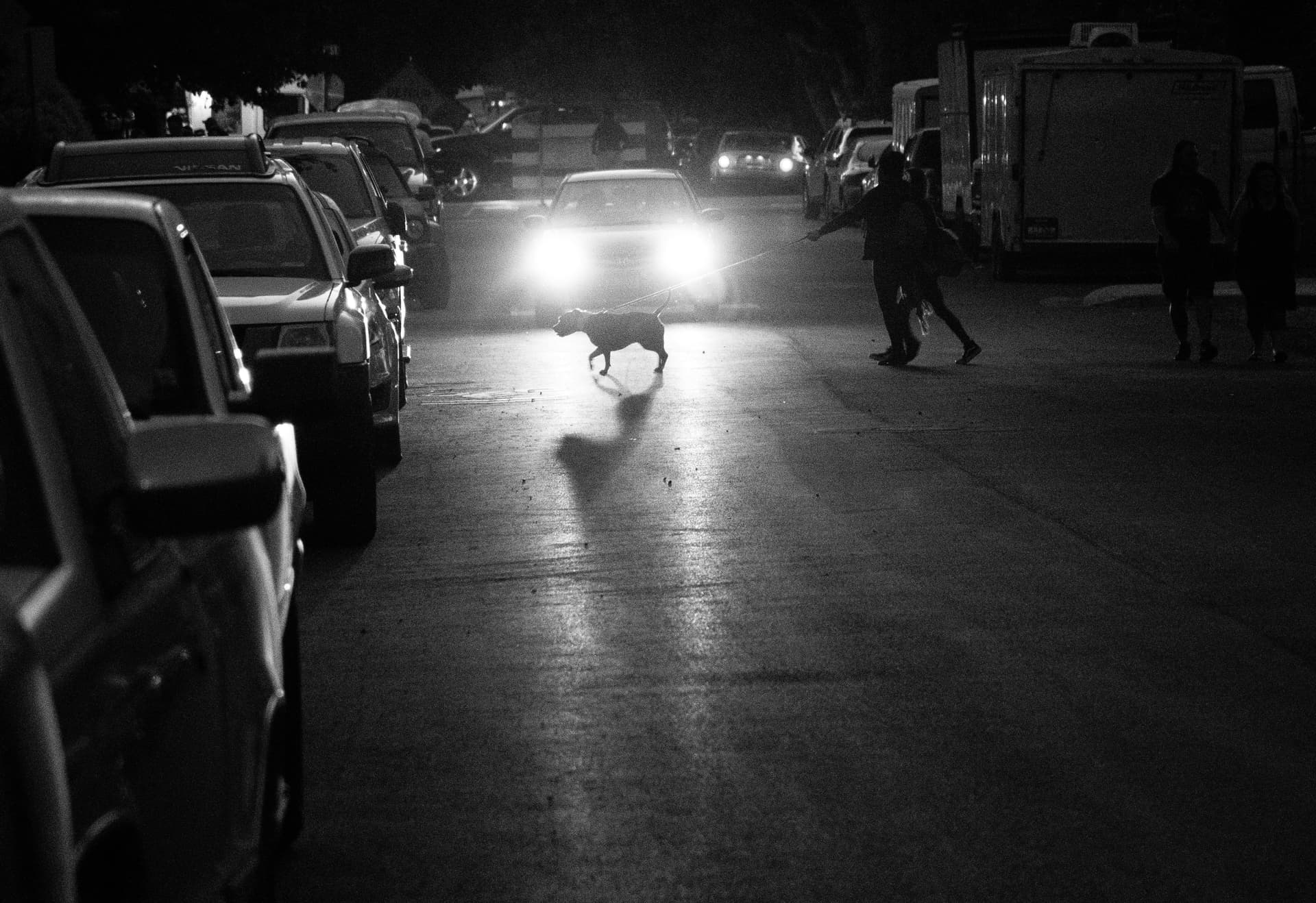 Safety Tips for Nighttime Walks with Your Dog