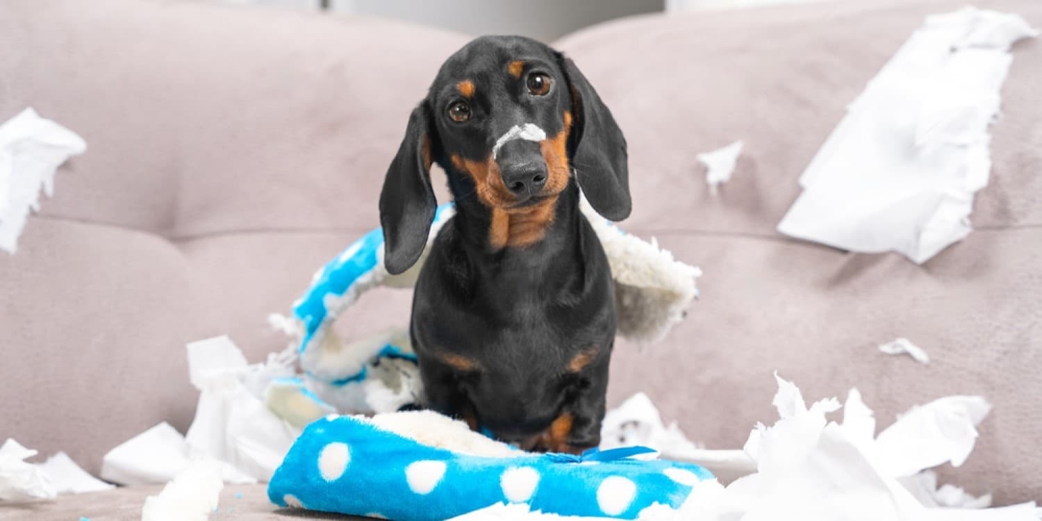 How to Puppy Proof Your Home