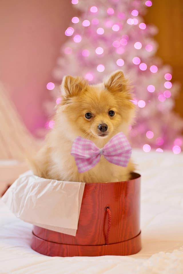 Easter & Spring Holidays With Your Puppy