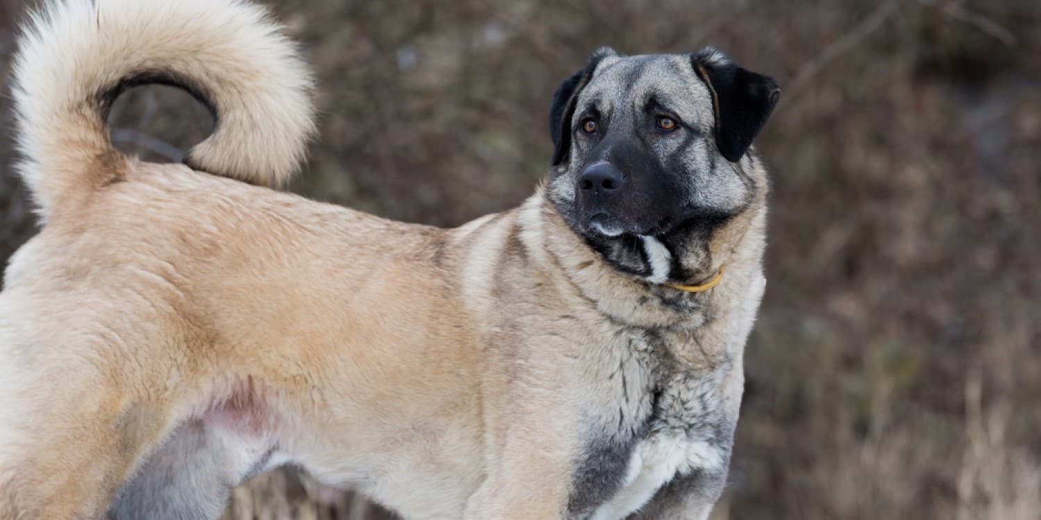Is Anatolian Shepherd a Good Family Dog?