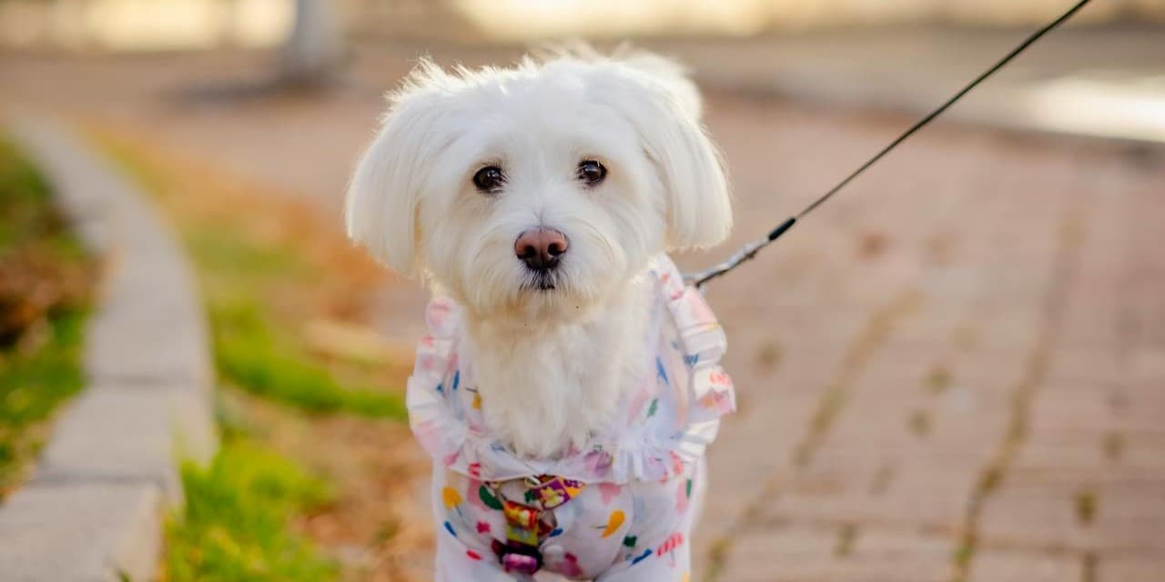 Cavapoo vs Maltipoo: Which Fluffy Companion is Right for You?