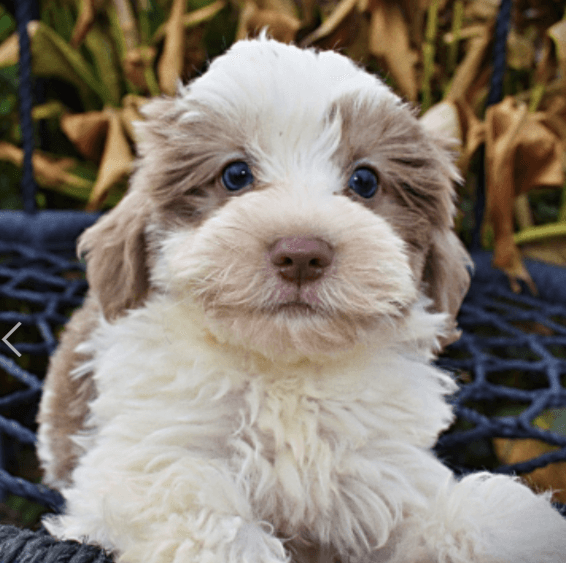 Why Mawoo Pets Loves Working with Havanese Haven: A Partnership Built on Trust & Quality