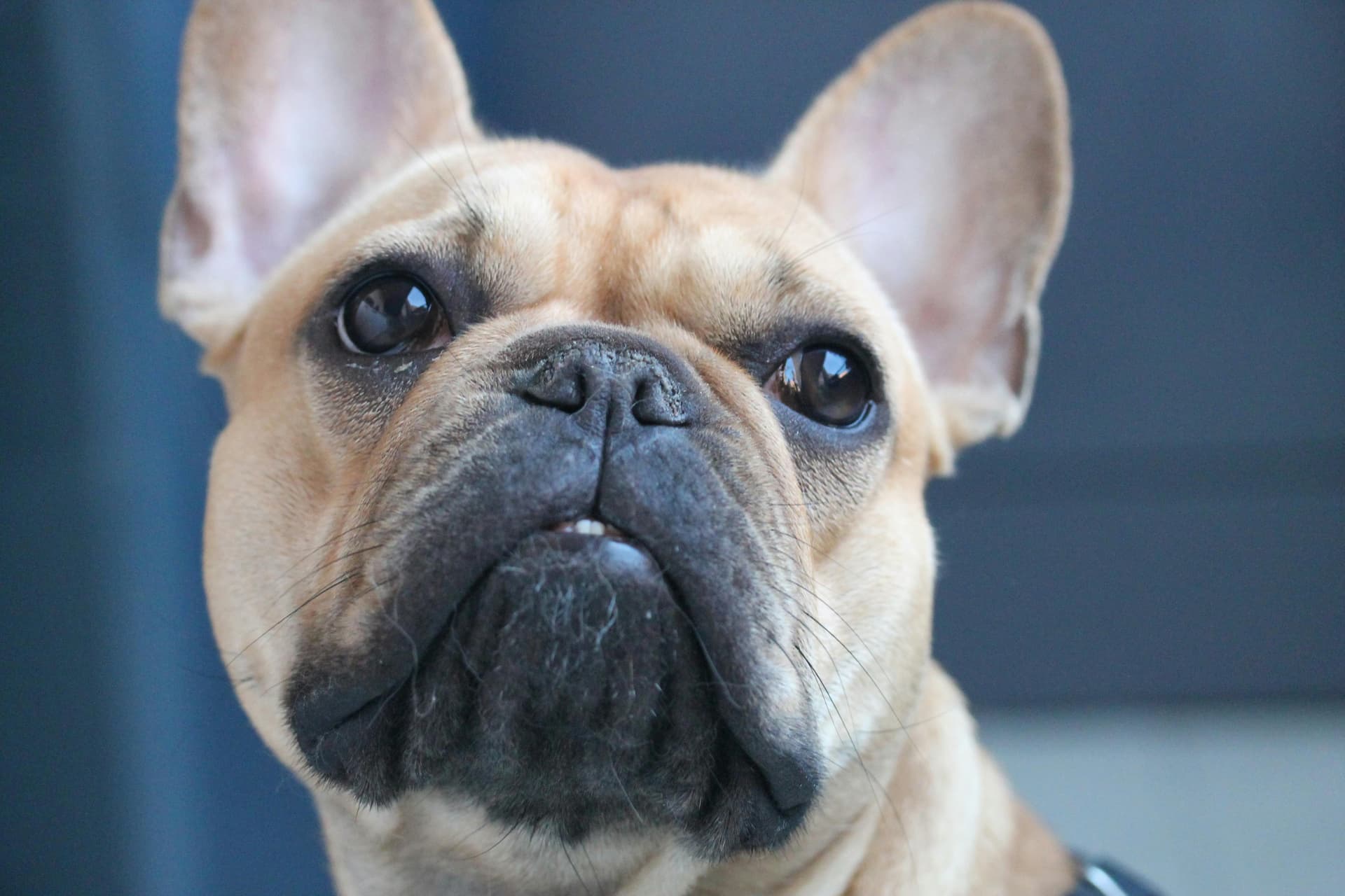 Your Ultimate Buyer’s Guide to French Bulldogs